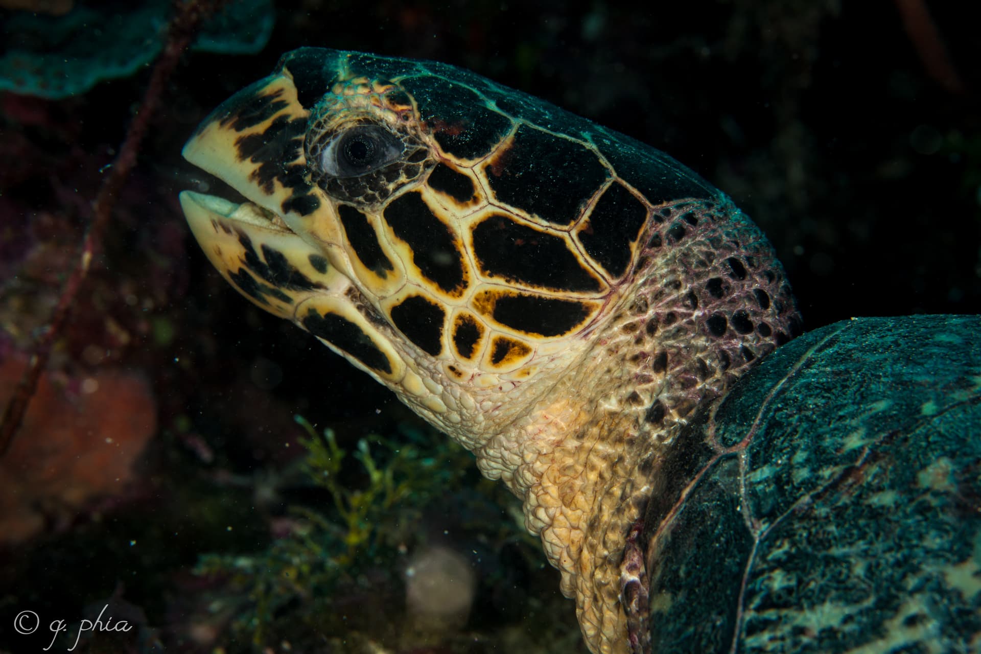 Hawksbill sea turtle gliding over a coral reef in Wakatobi, Indonesia