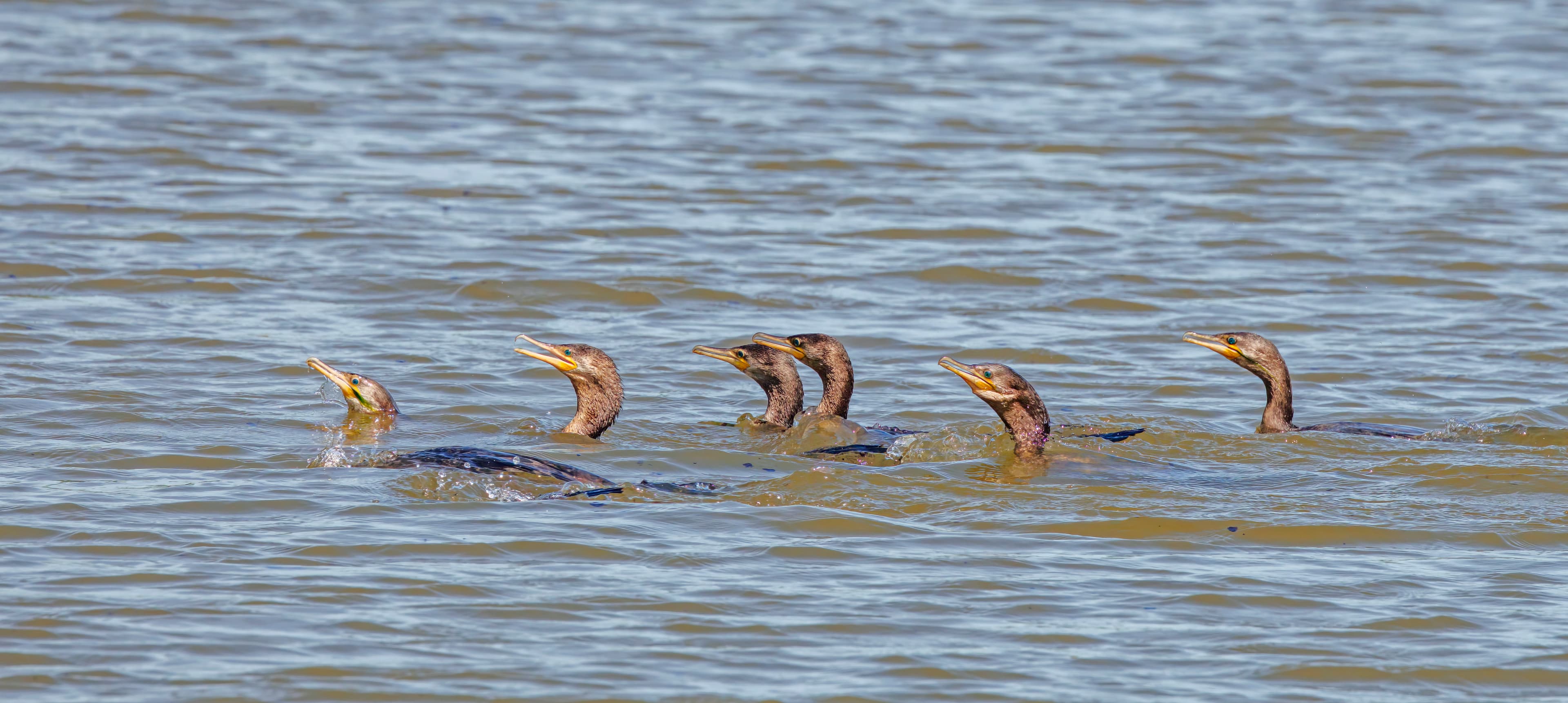 Neotropic Cormorants roosting at Costanera Sur Ecological Reserve, Buenos Aires, Argentina