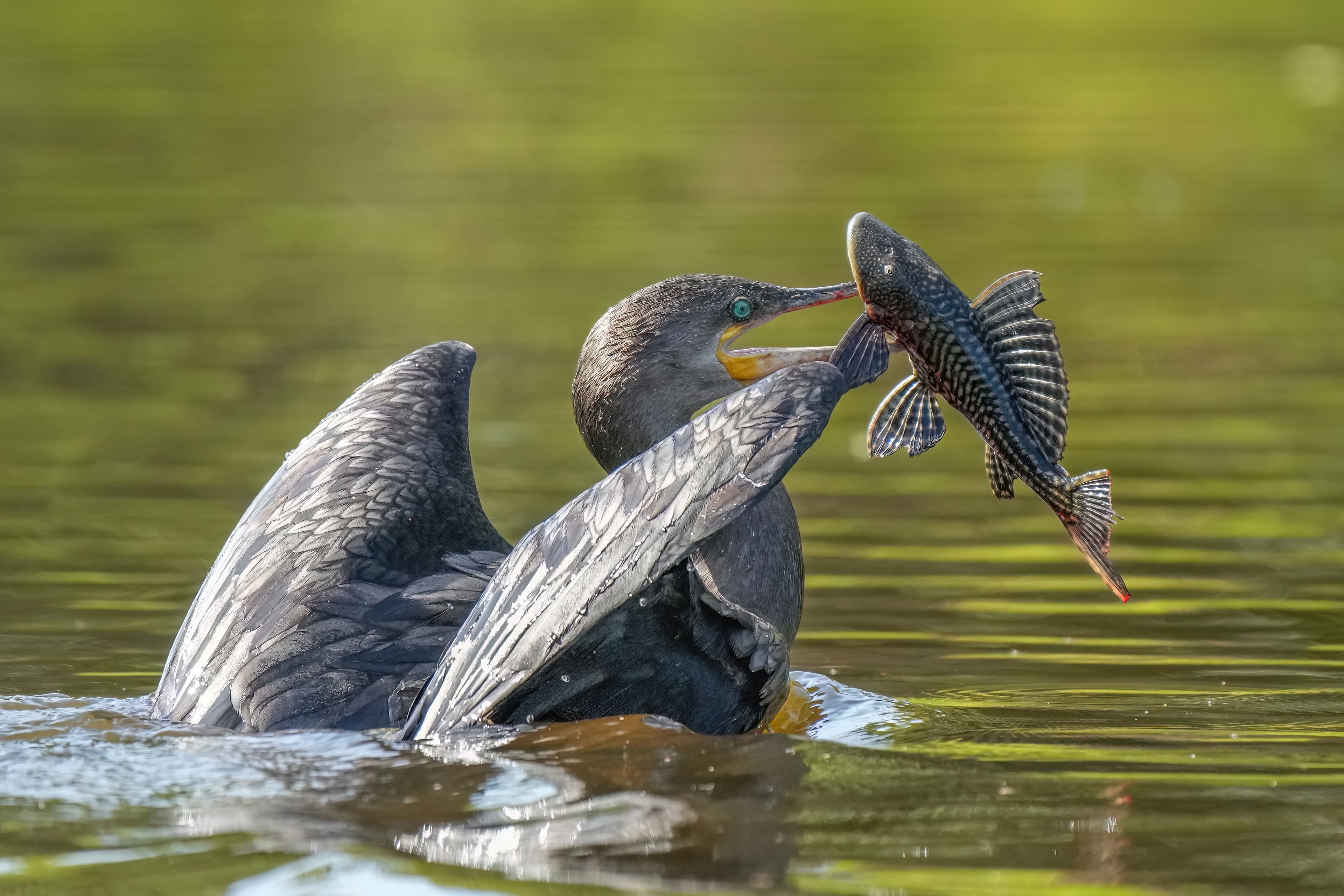 Neotropic Cormorant (Phalacrocorax brasilianus) with caught fish in Encontro das Aguas State Park, Brazil