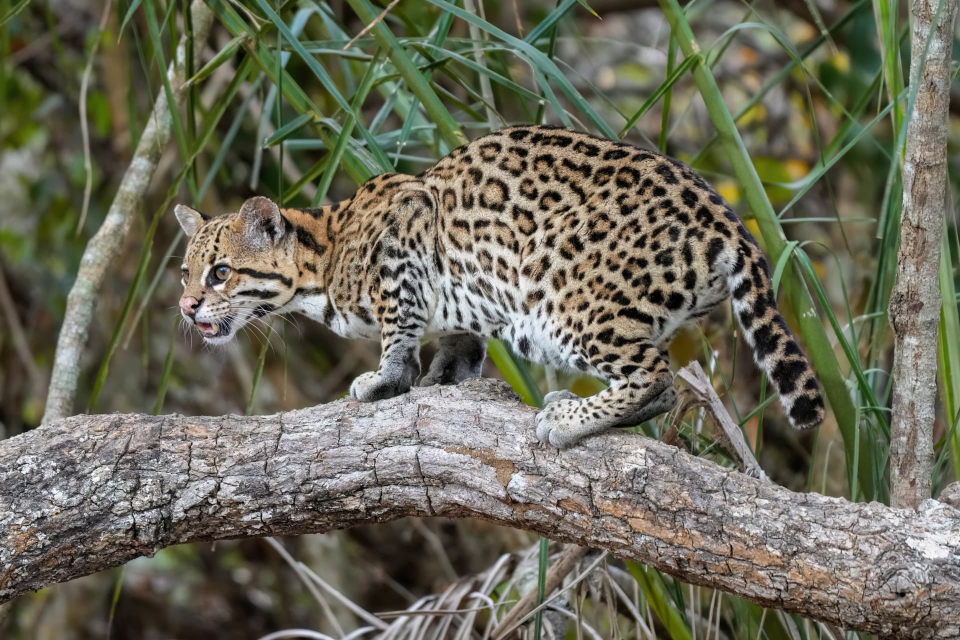 Ocelot in natural habitat in the Pantanal wetlands, South America