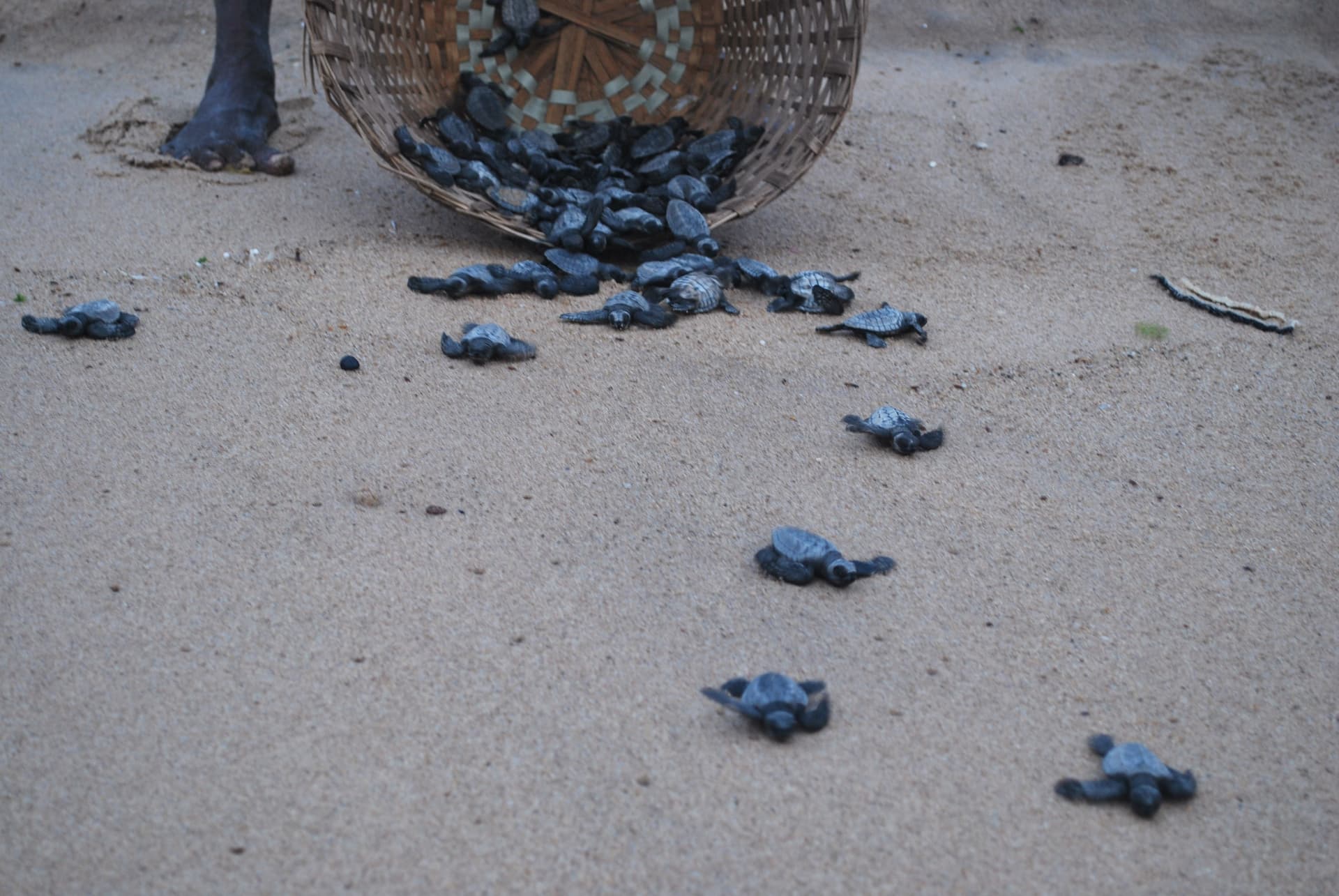 Olive Ridley sea turtles being released into the ocean, Visakhapatnam, India