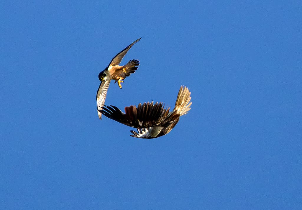 Peregrine Falcon in flight over coastal habitat