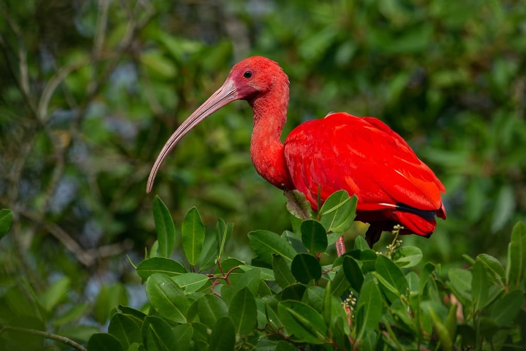 Scarlet Ibis perched in the mangroves of Caroni Swamp, Trinidad