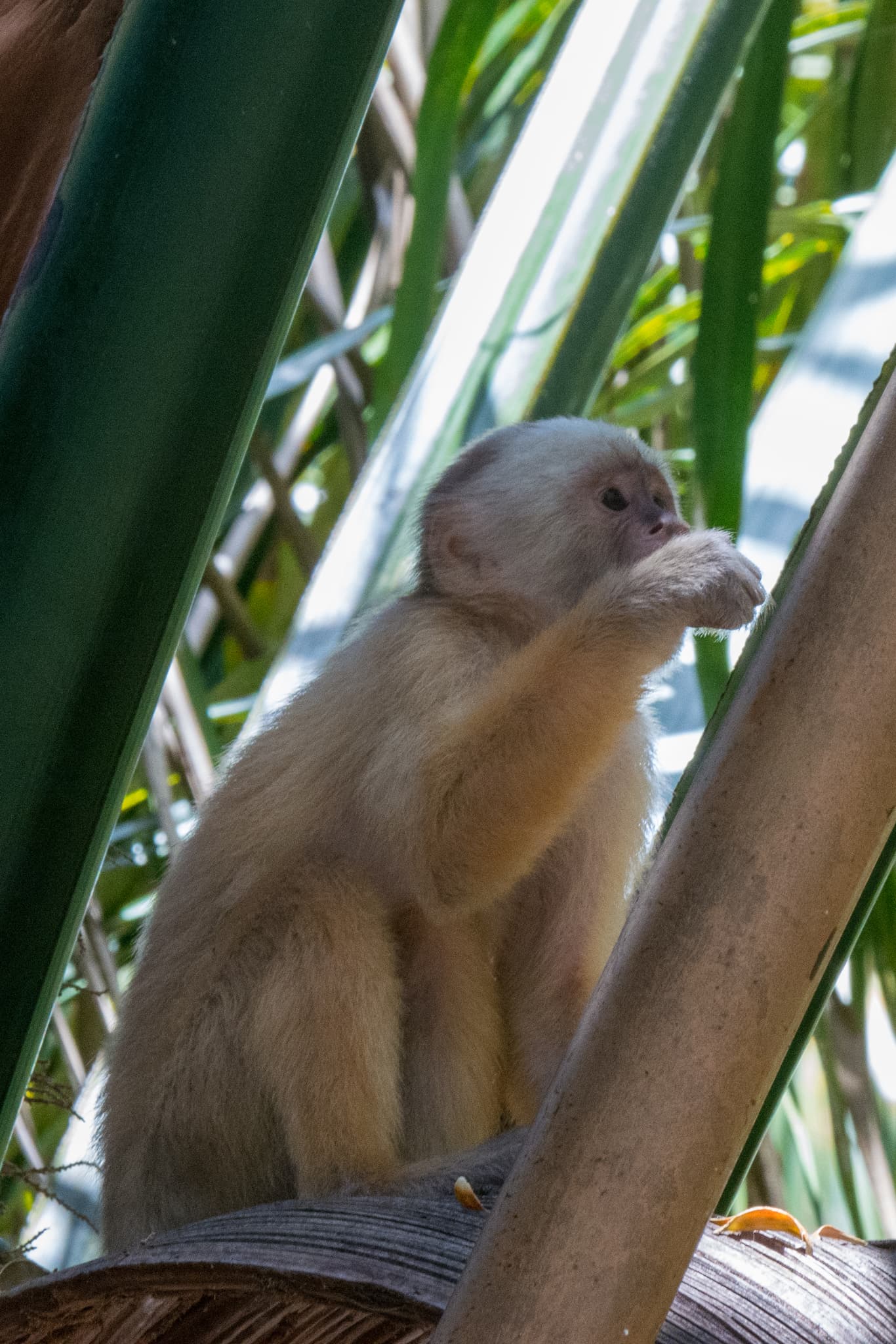 Trinidad White-fronted Capuchin monkey in the forests of Trinidad