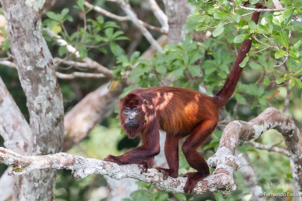 Guianan Red Howler Monkey (Trinidad Howler Monkey) in the forests of Plum Mitan, Trinidad