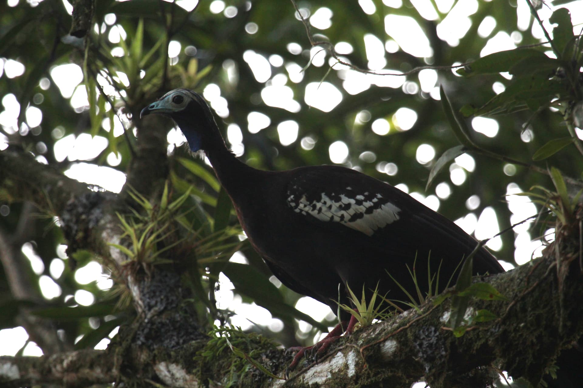 Trinidad Piping-Guan (Pawi) perched in a tree in Trinidad