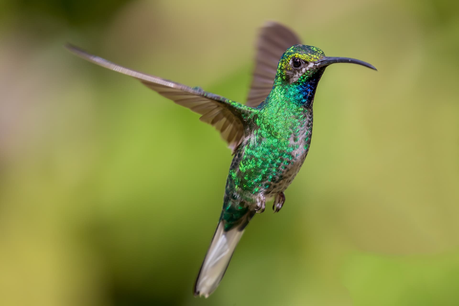 White-tailed Sabrewing hummingbird in the Main Ridge Forest Reserve, Tobago