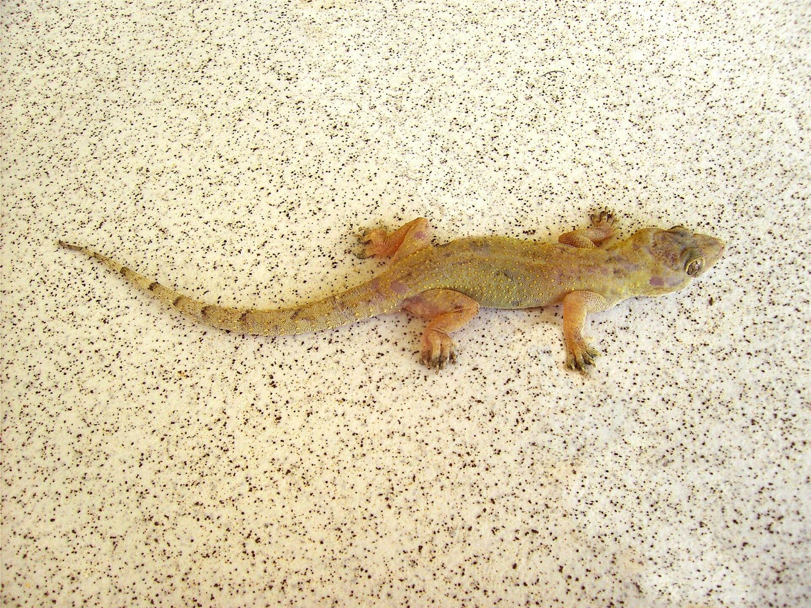 African Woodslave gecko (Hemidactylus mabouia) on a wall