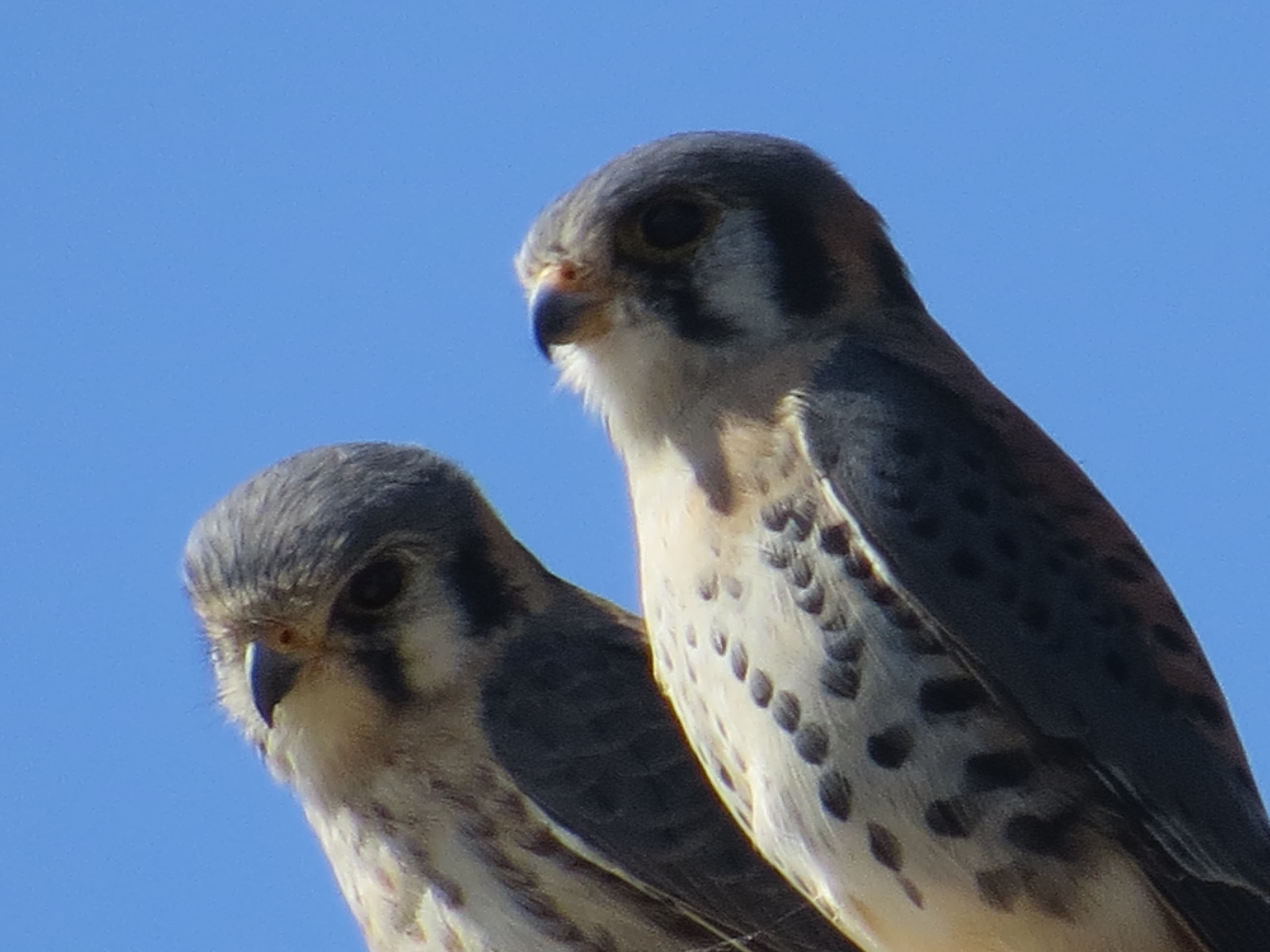 American Kestrel (Falco sparverius) male perched