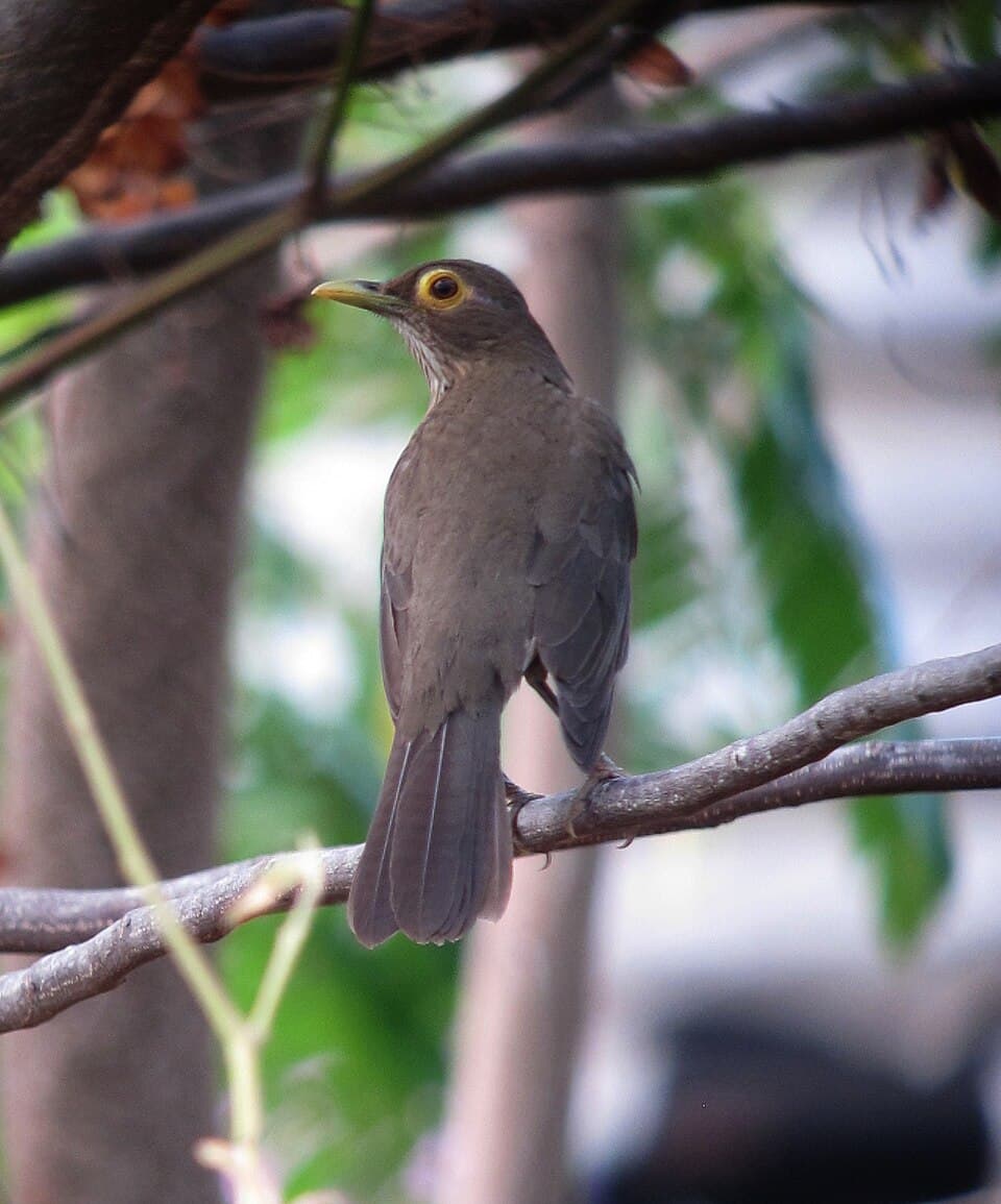 Bare-eyed Thrush (Turdus nudigenis) perched on a branch
