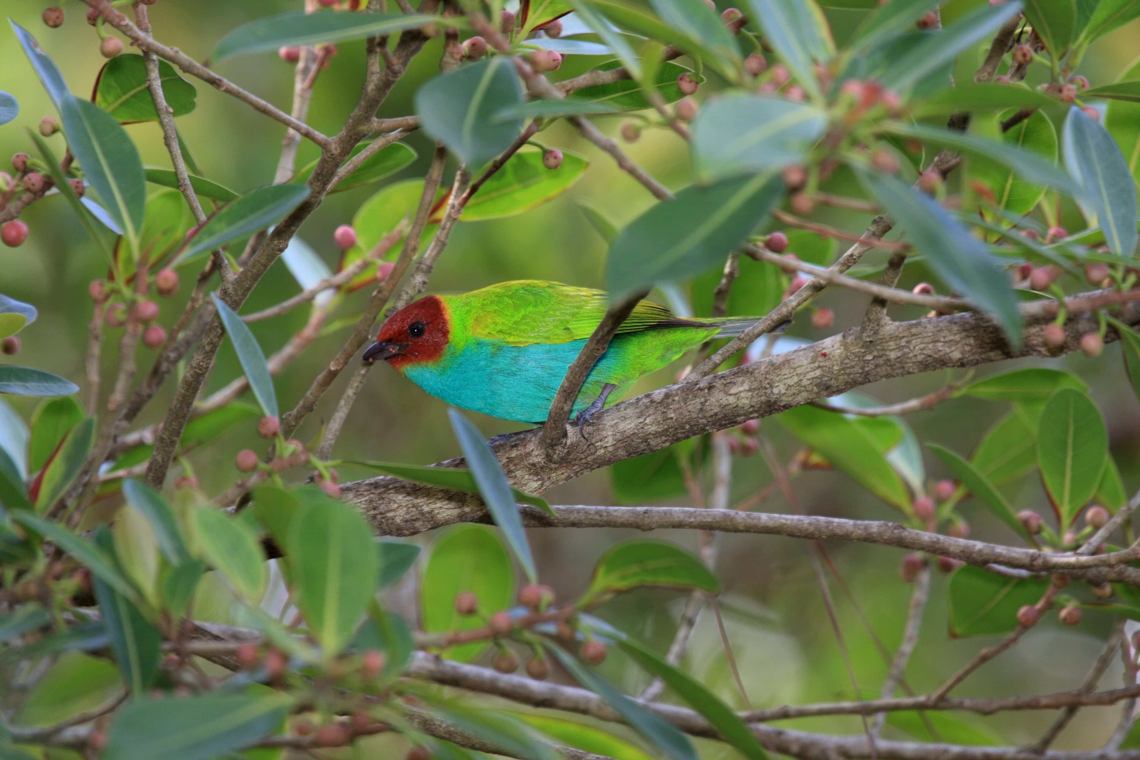 Bay-headed Tanager (Tangara gyrola)