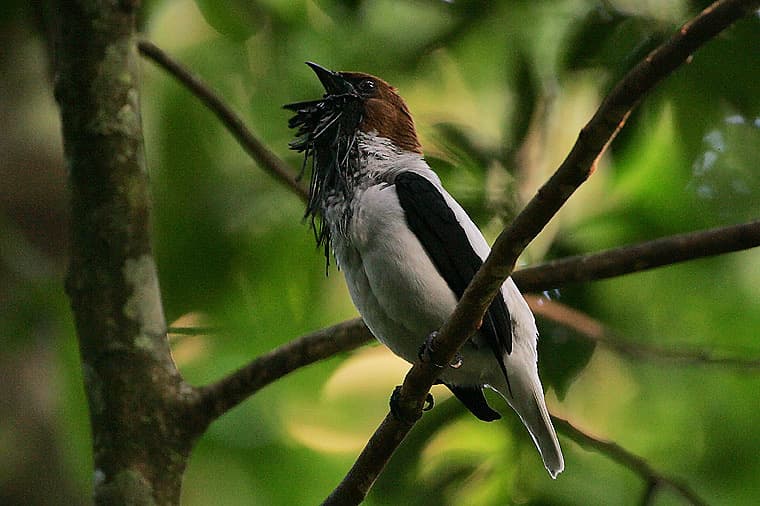 Bearded Bellbird (Procnias averano) male calling in the Arima Valley, Trinidad