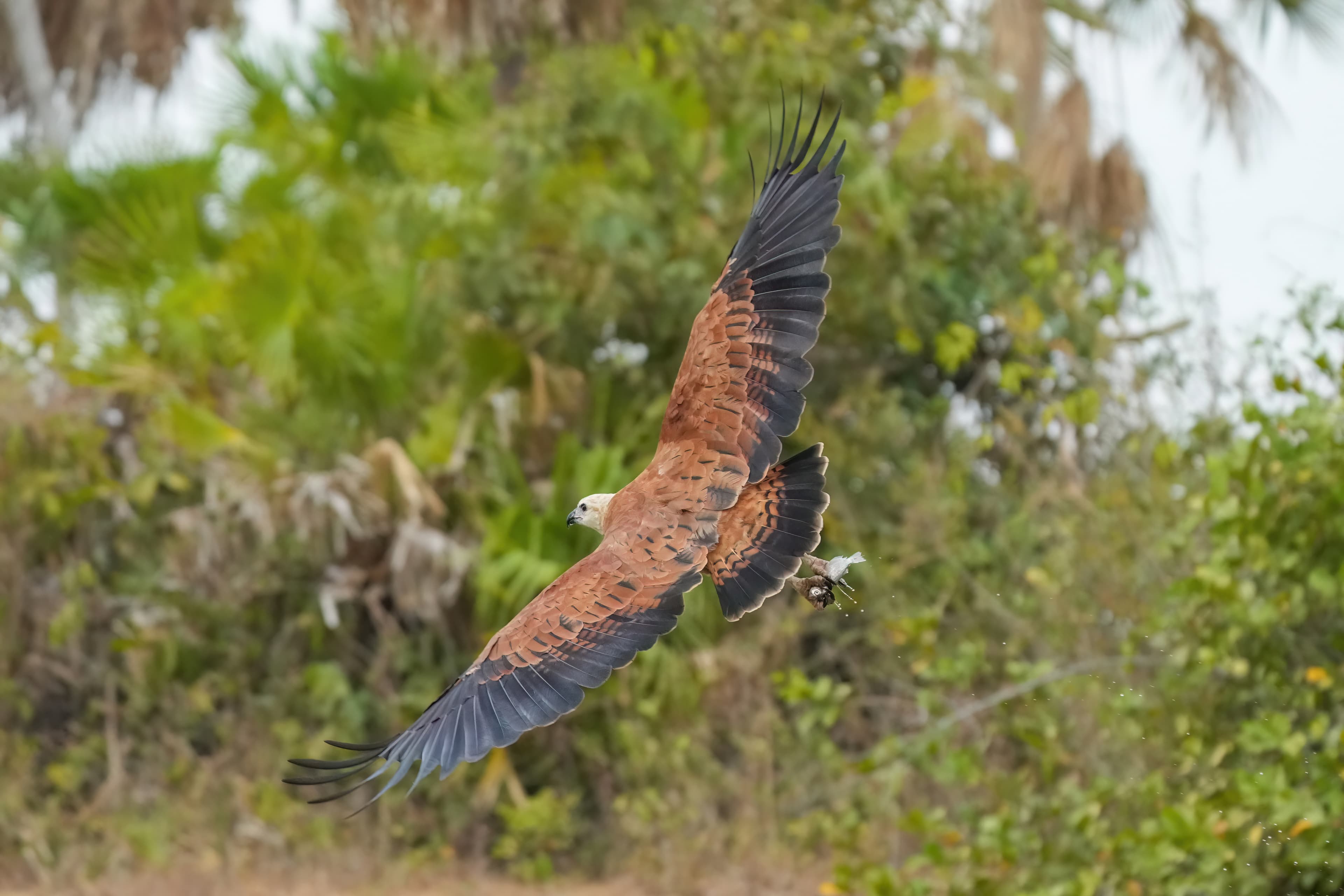 Black-collared Hawk (Busarellus nigricollis) flying with fish, Brazil