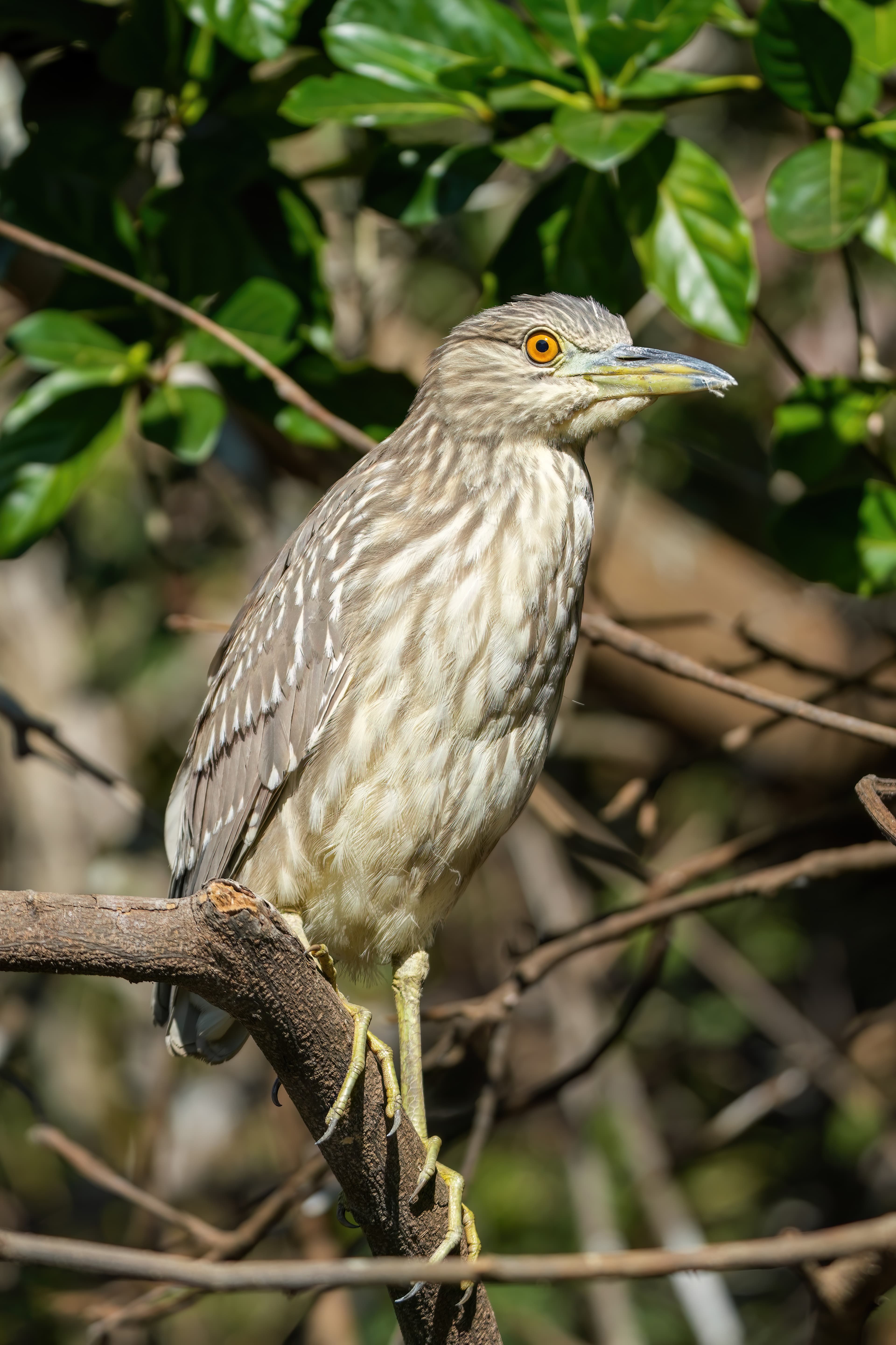 Black-crowned Night Heron (Nycticorax nycticorax), Encontro das Águas, Brazil