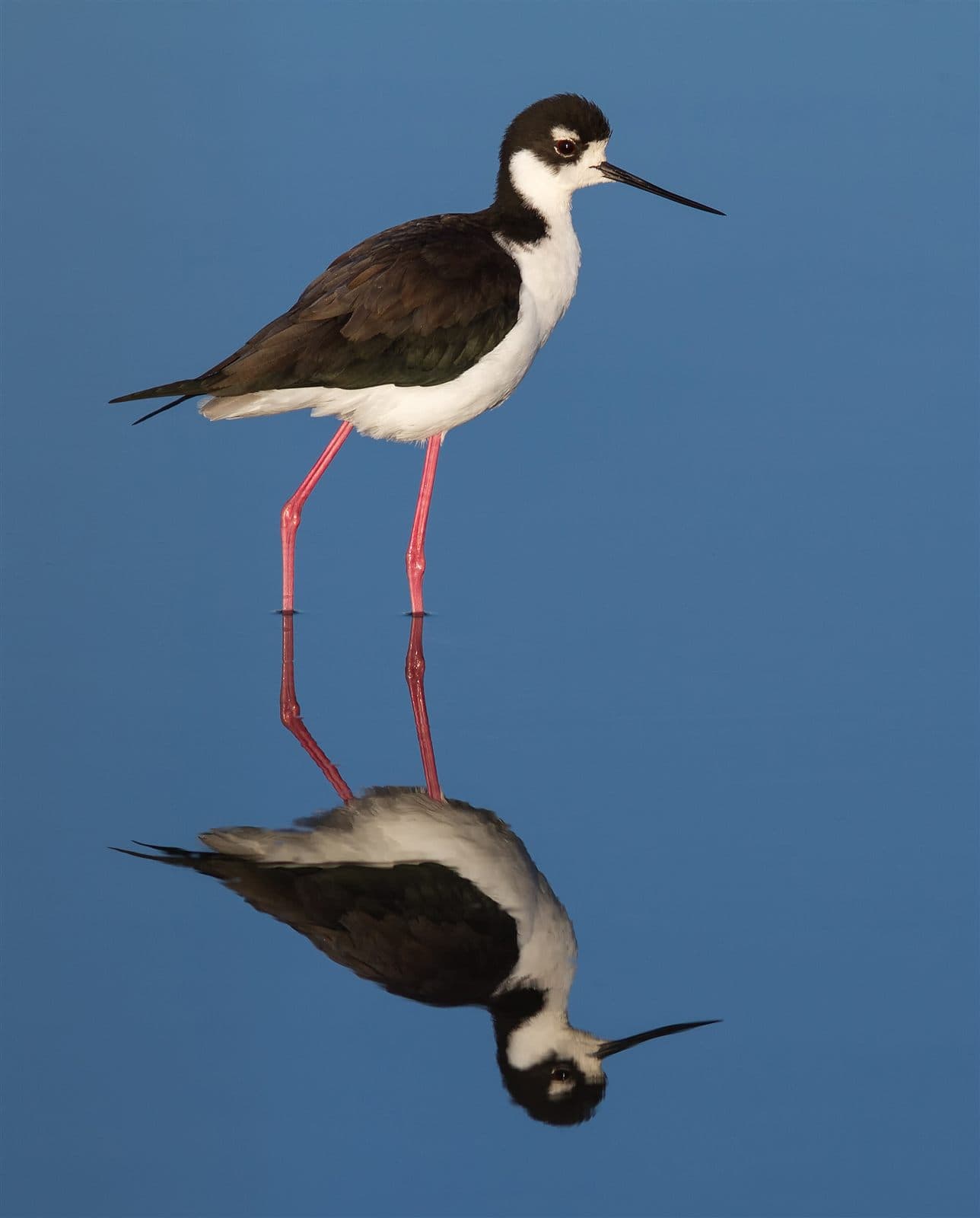 Black-necked Stilt (Himantopus mexicanus), Corte Madera, California