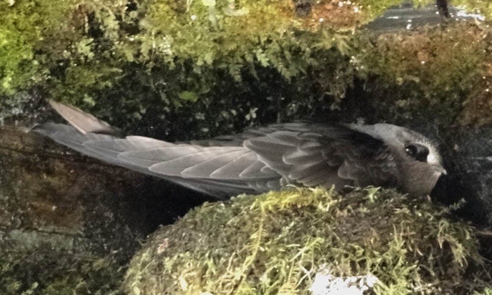 Adult Black Swift perched on a mossy ledge