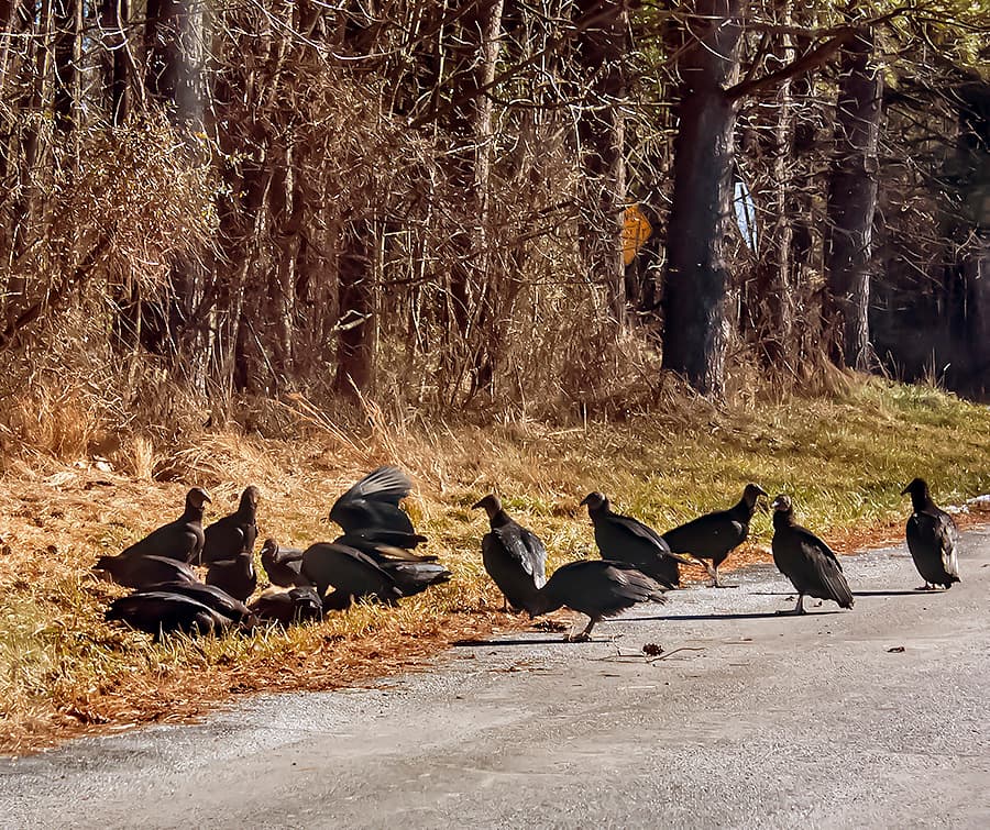 Black Vultures (Coragyps atratus) at a road kill carcass