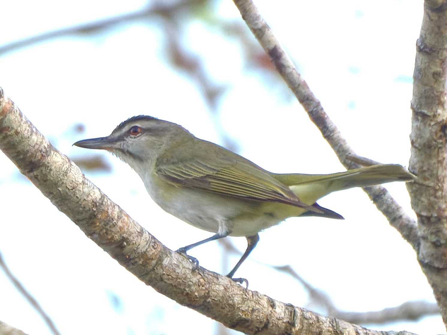 Black-whiskered Vireo (Vireo altiloquus), Martinique