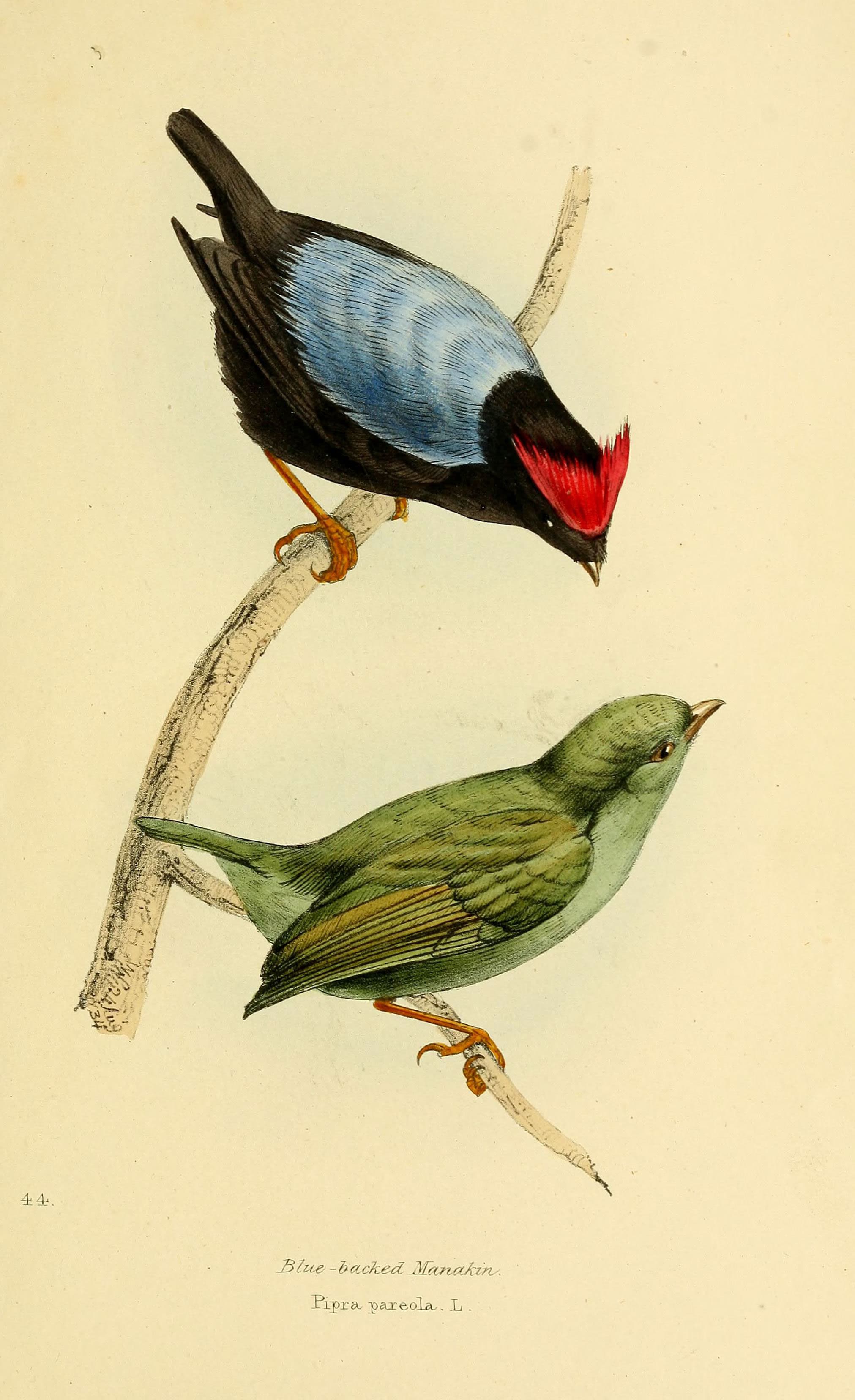 Blue-backed Manakin (Chiroxiphia pareola) historical illustration