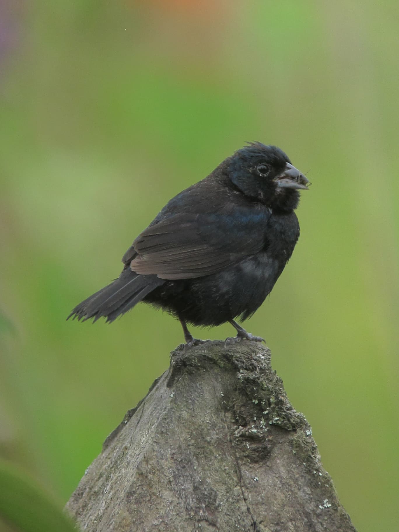 Blue-black Grassquit (Volatinia jacarina), male, Colombia