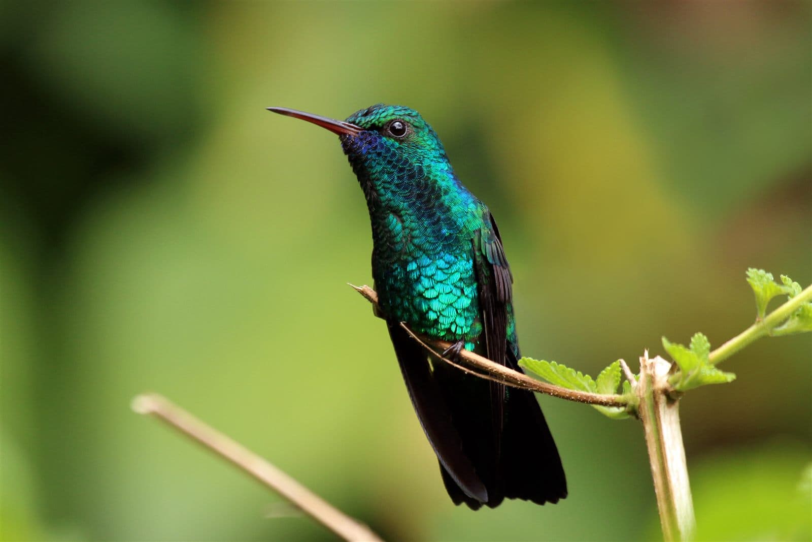 Blue-chinned Sapphire (Chlorestes notata notata), male, Trinidad
