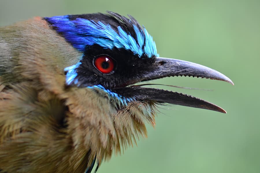 Blue-crowned Motmot (Momotus momota) head portrait in Los Amigos, Peru