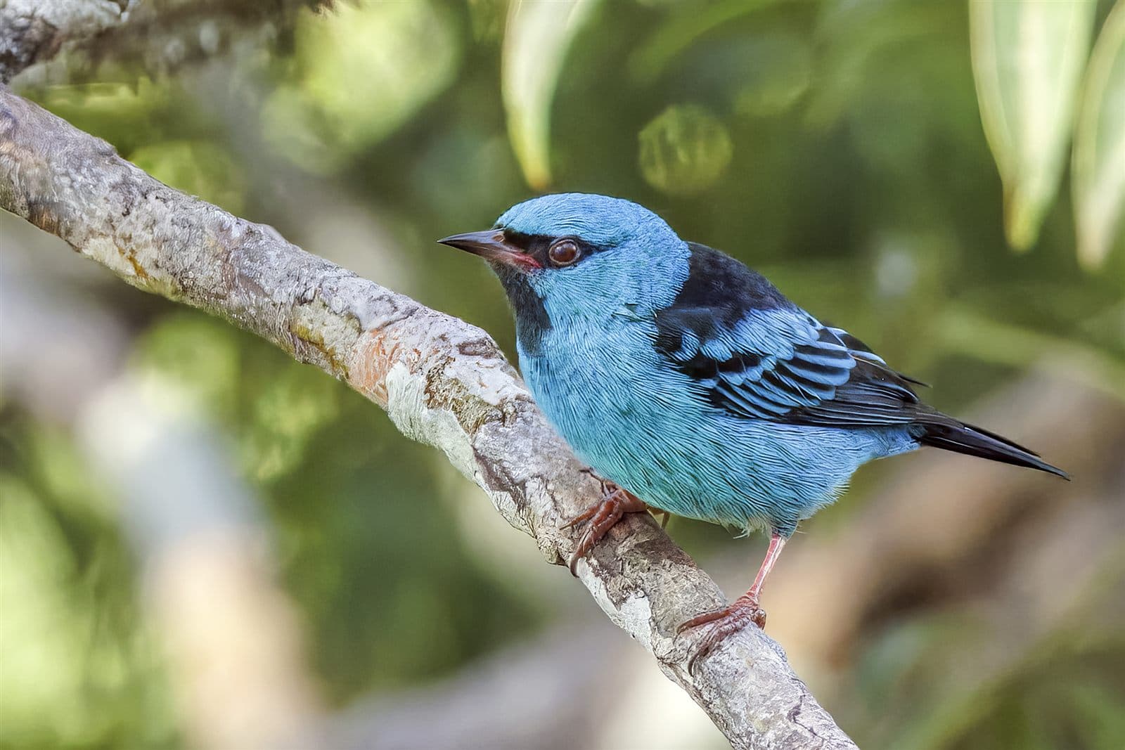 Blue Dacnis (Dacnis cayana), male, perched