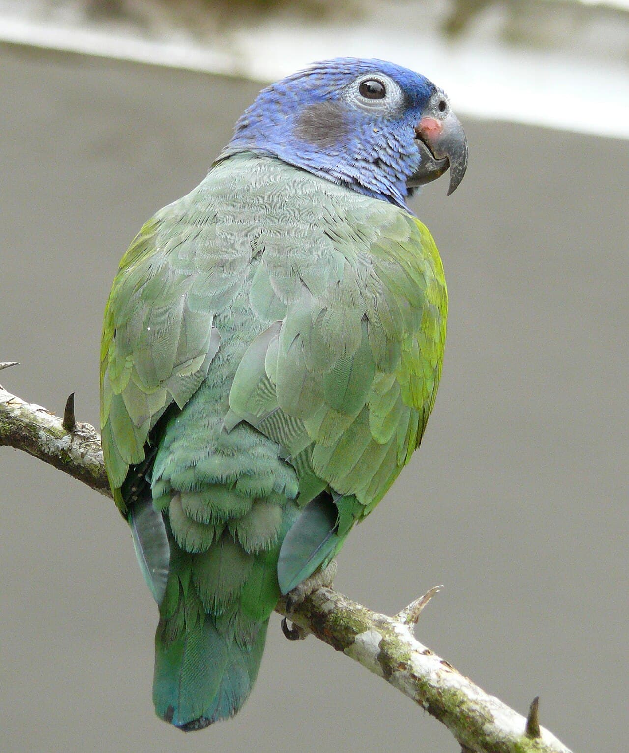 Blue-headed Parrot (Pionus menstruus)