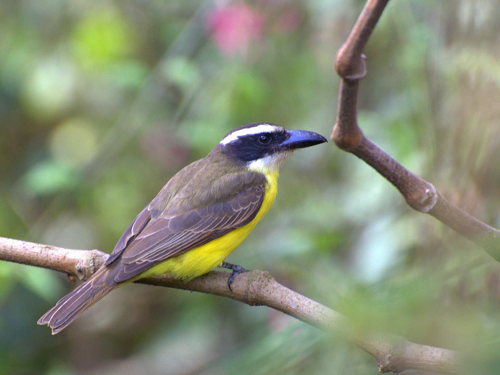 Boat-billed Flycatcher (Megarynchus pitangua), Brazil
