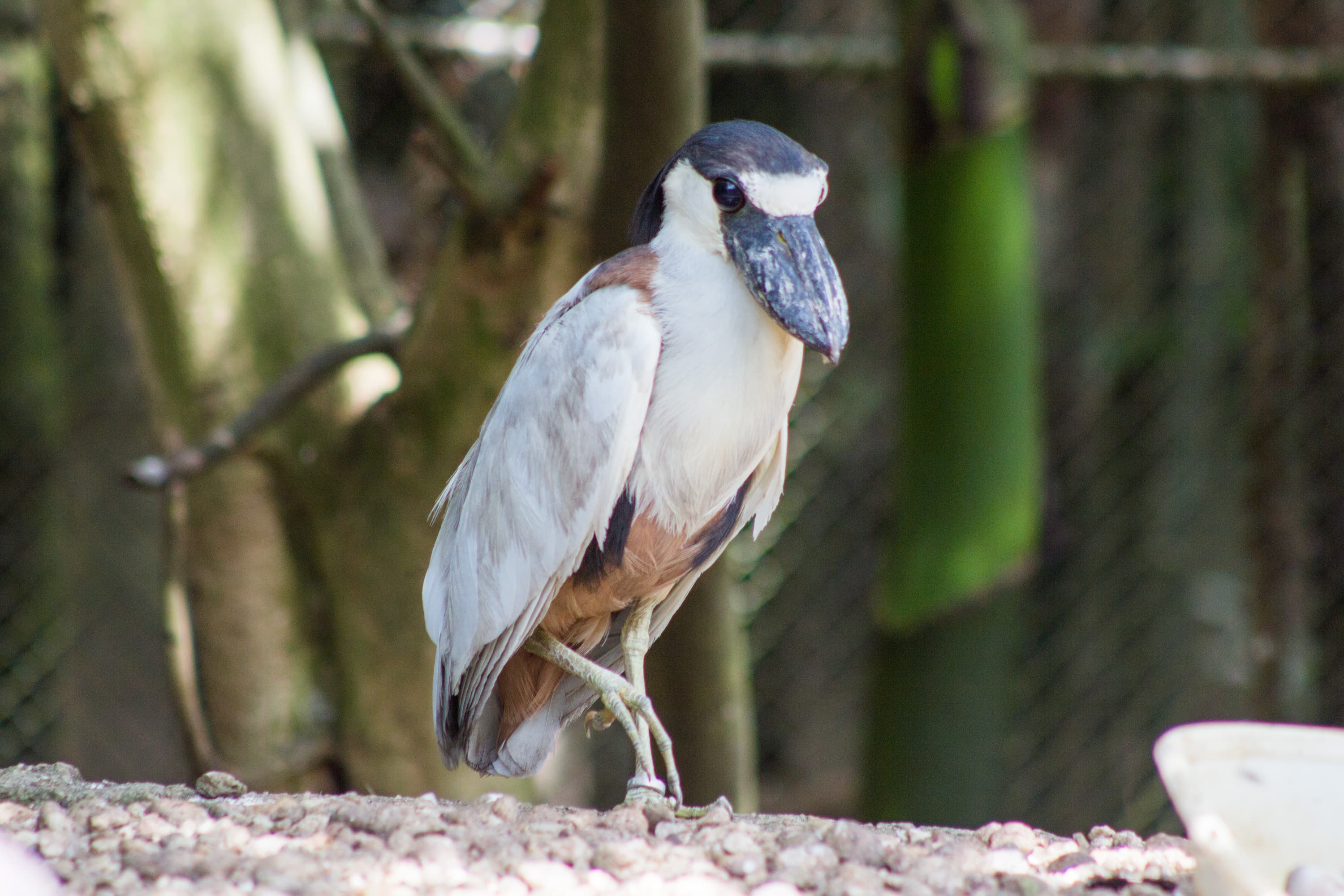 Boat-billed Heron (Cochlearius cochlearius), Belém, Brazil