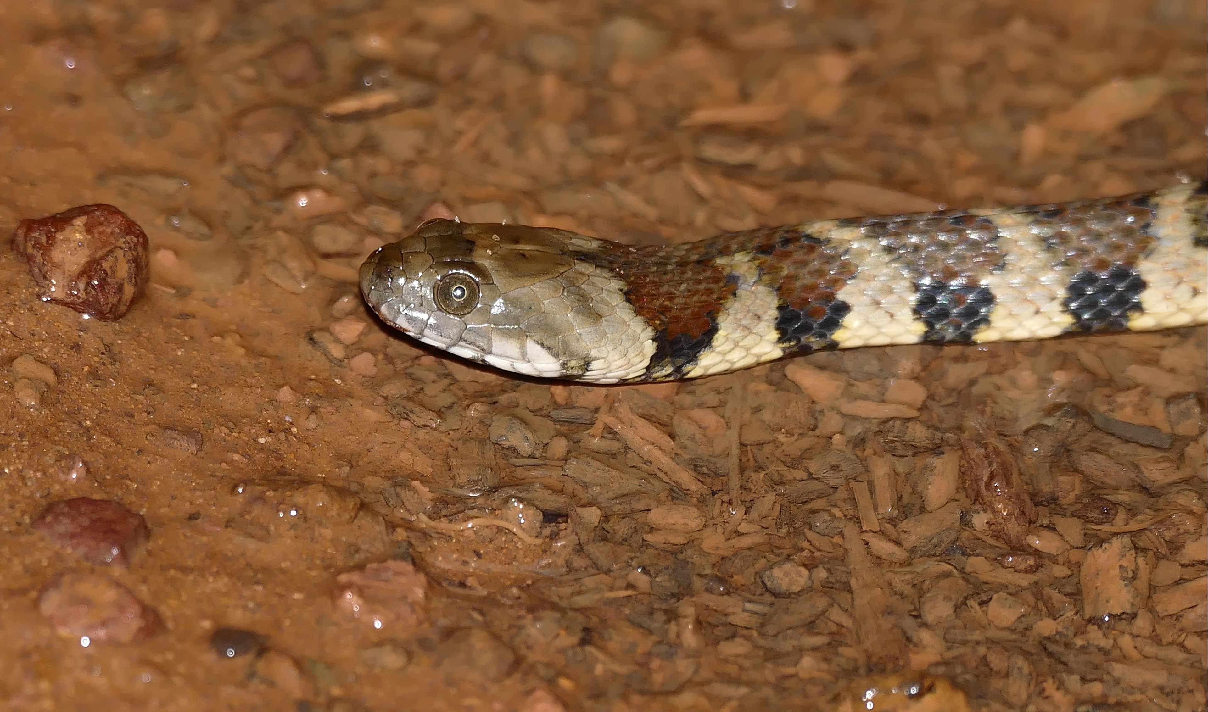 Water Mapepire / Brown-banded Water Snake (Helicops angulatus) neonate