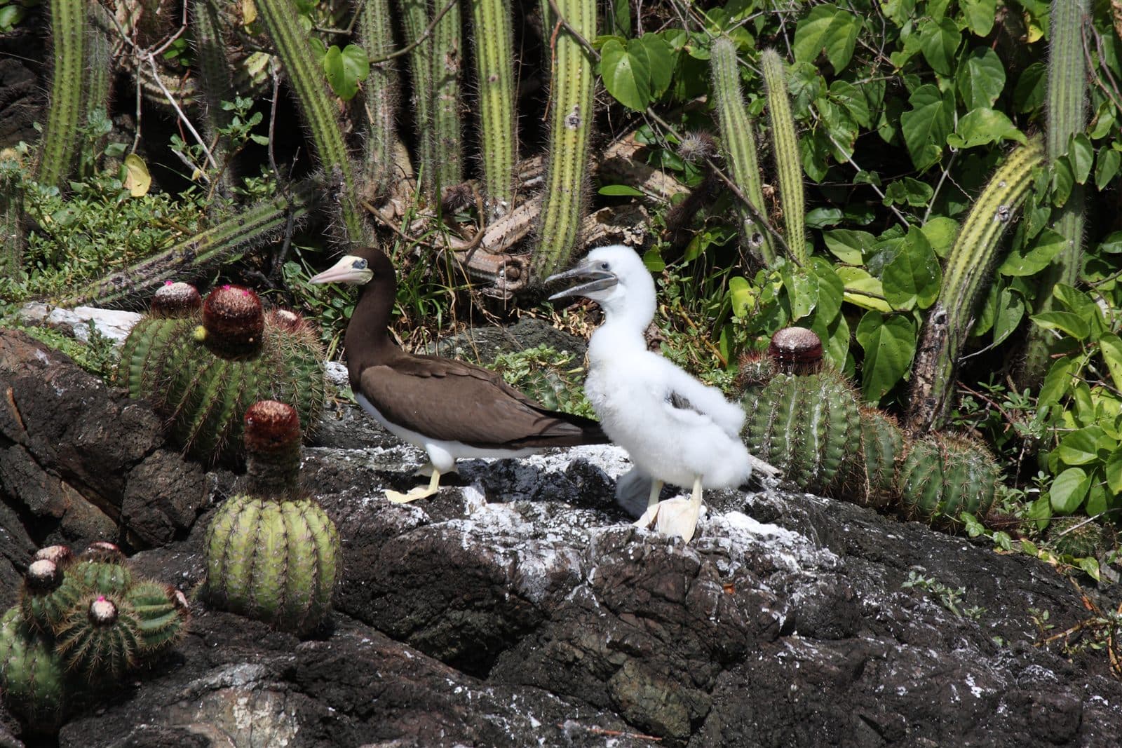 Brown Booby (Sula leucogaster) with chick, Tobago