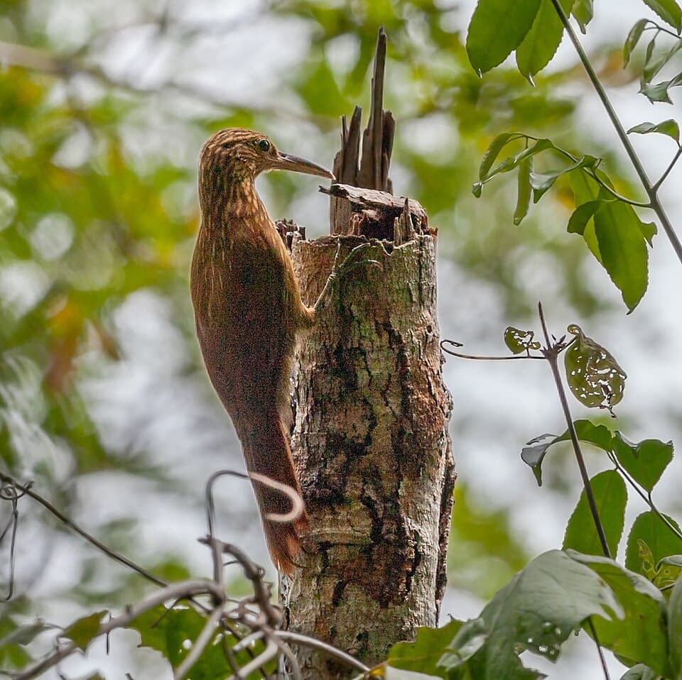 Buff-throated Woodcreeper (Xiphorhynchus guttatus), Brazil