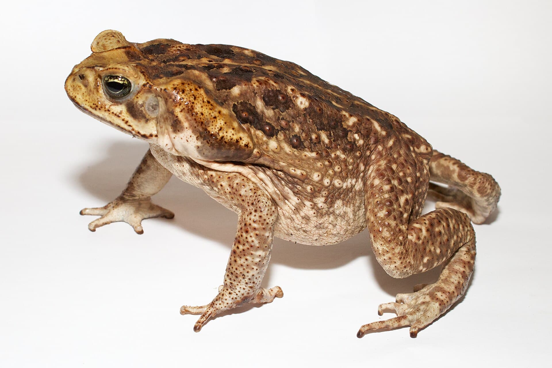 Cane Toad (Rhinella marina) portrait