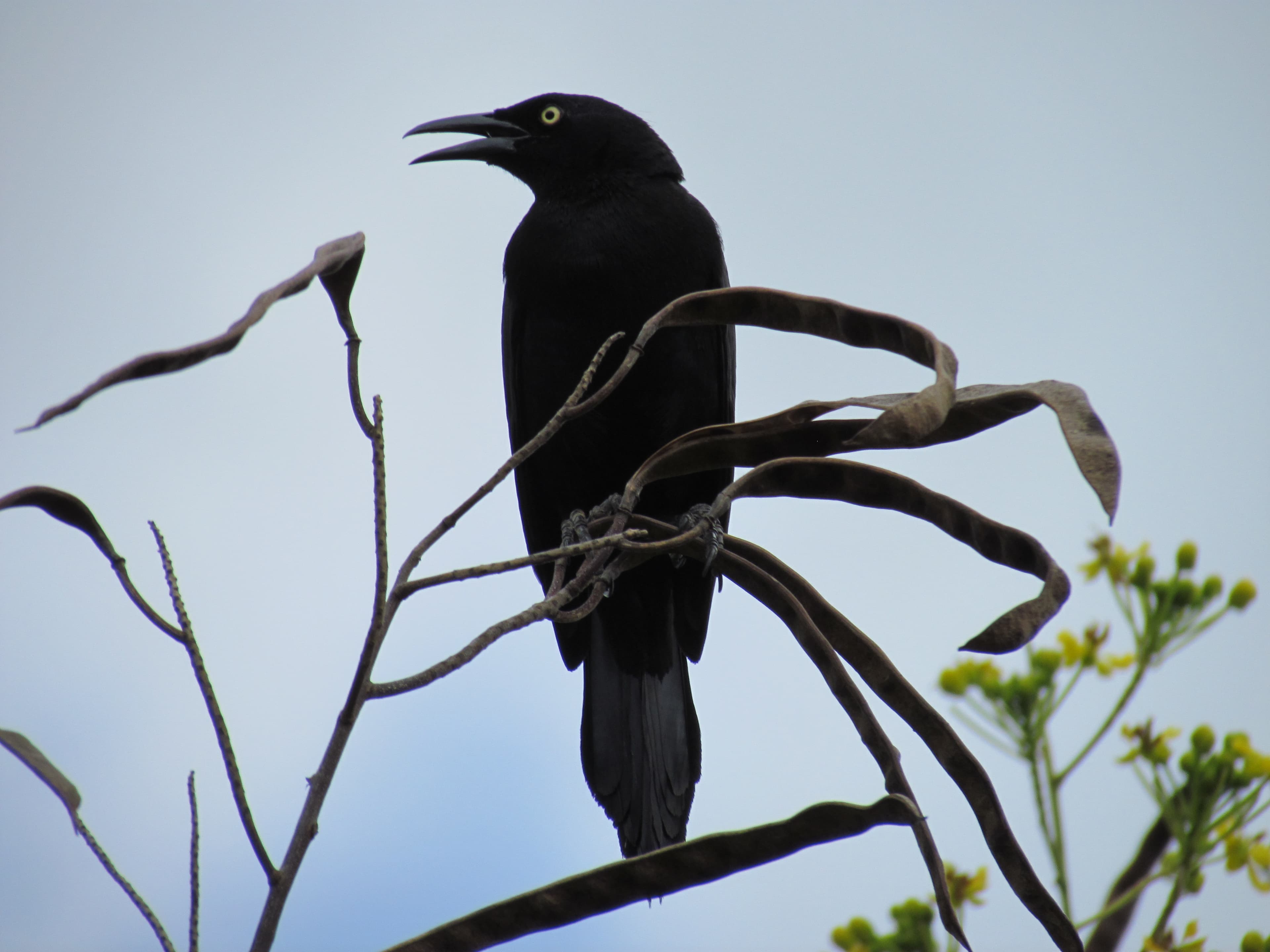 Carib Grackle (Quiscalus lugubris) male, Margarita Island