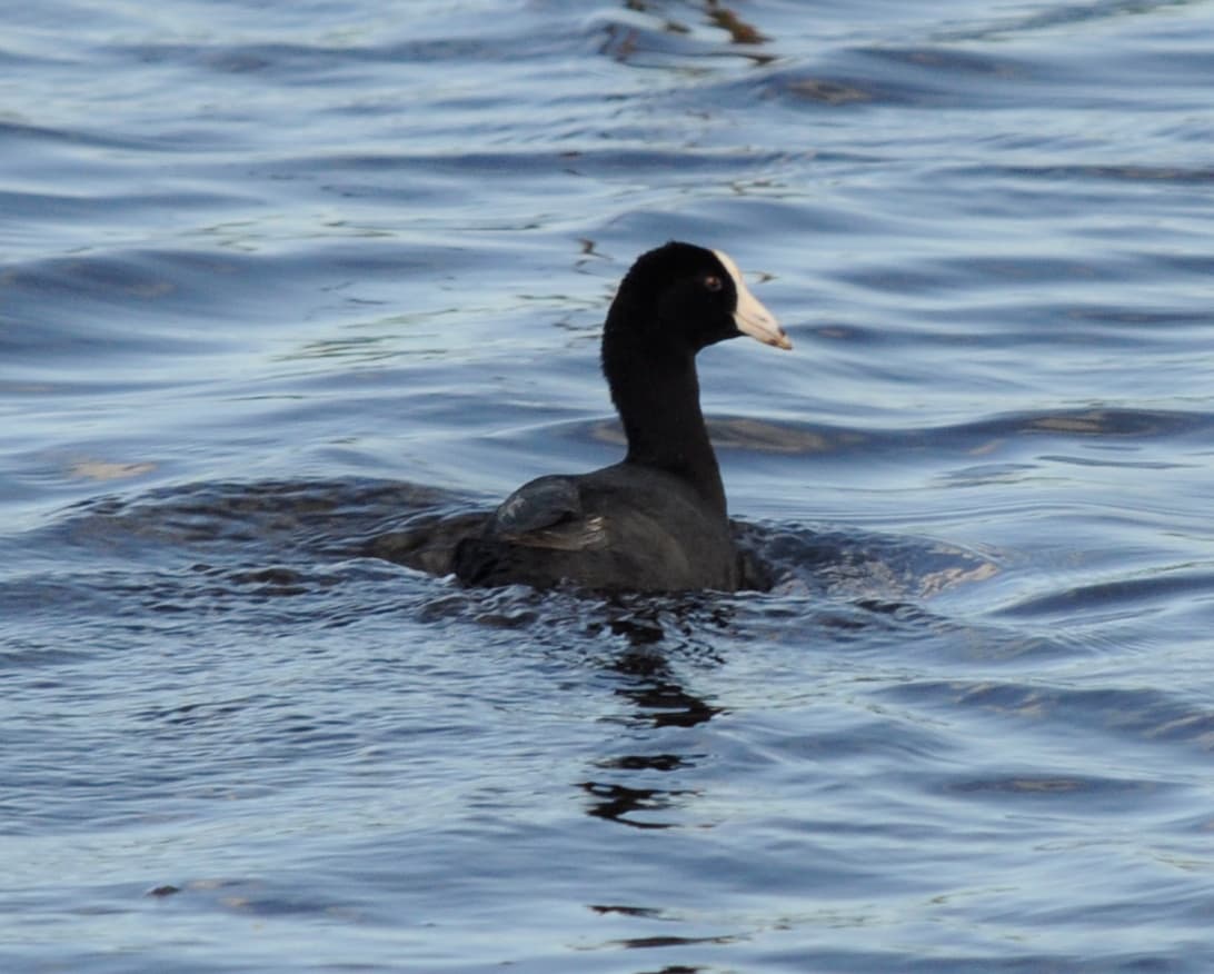 Caribbean Coot (Fulica caribaea, syn. F. americana)