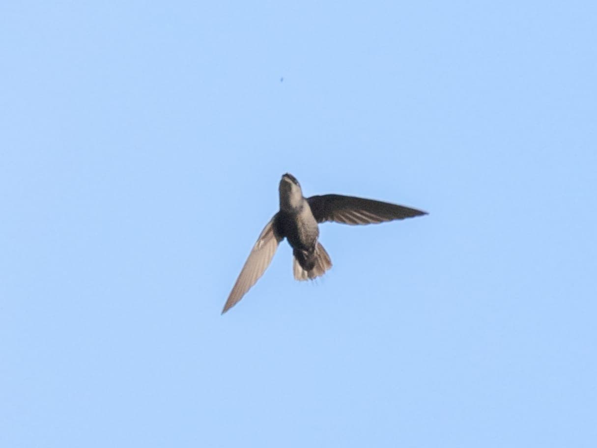 Chapman's Swift in flight against a blue sky