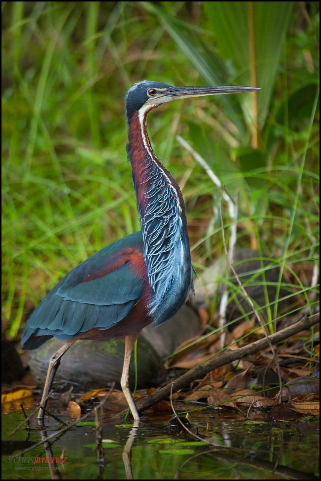 Chestnut-bellied Heron / Agami Heron (Agamia agami) hunting, Costa Rica
