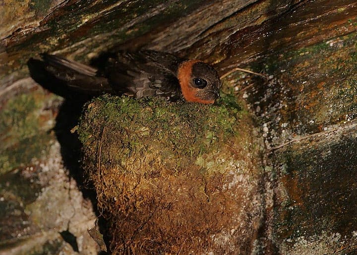 Male Chestnut-collared Swift on its nest, showing the chestnut collar