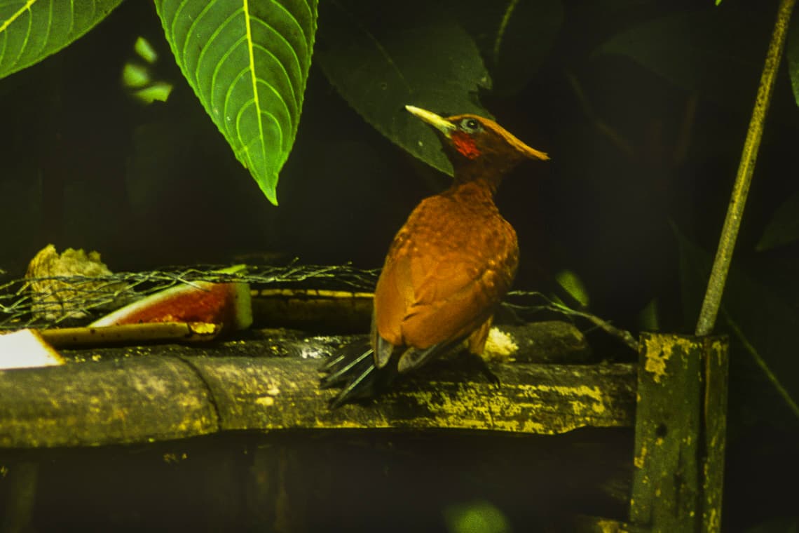 Chestnut Woodpecker (Celeus elegans), Trinidad