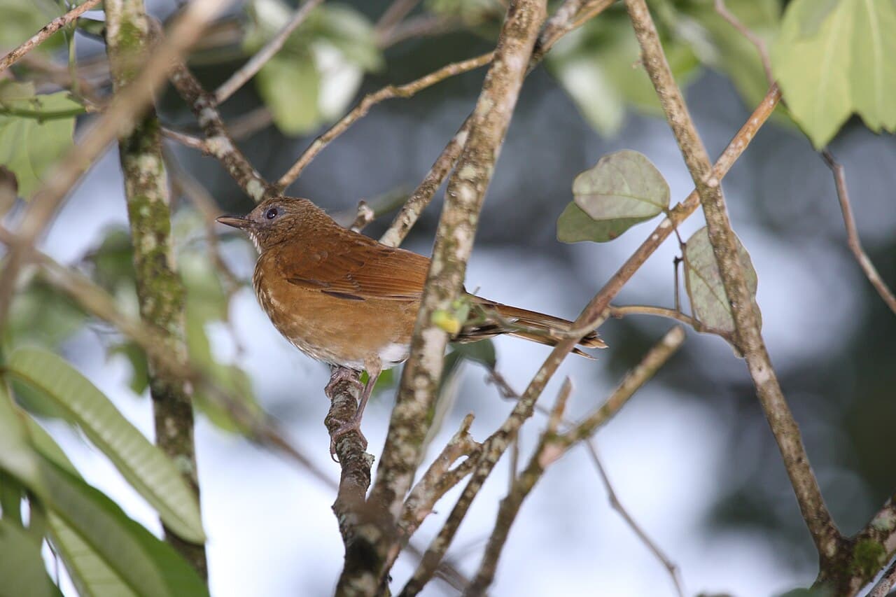 Cocoa Thrush (Turdus fumigatus) perched on a branch