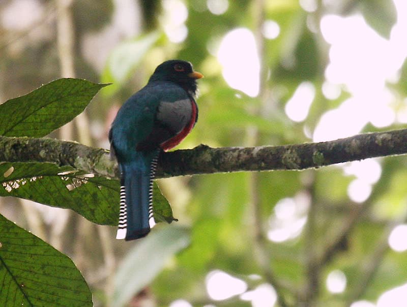 Collared Trogon (Trogon collaris), male, perched