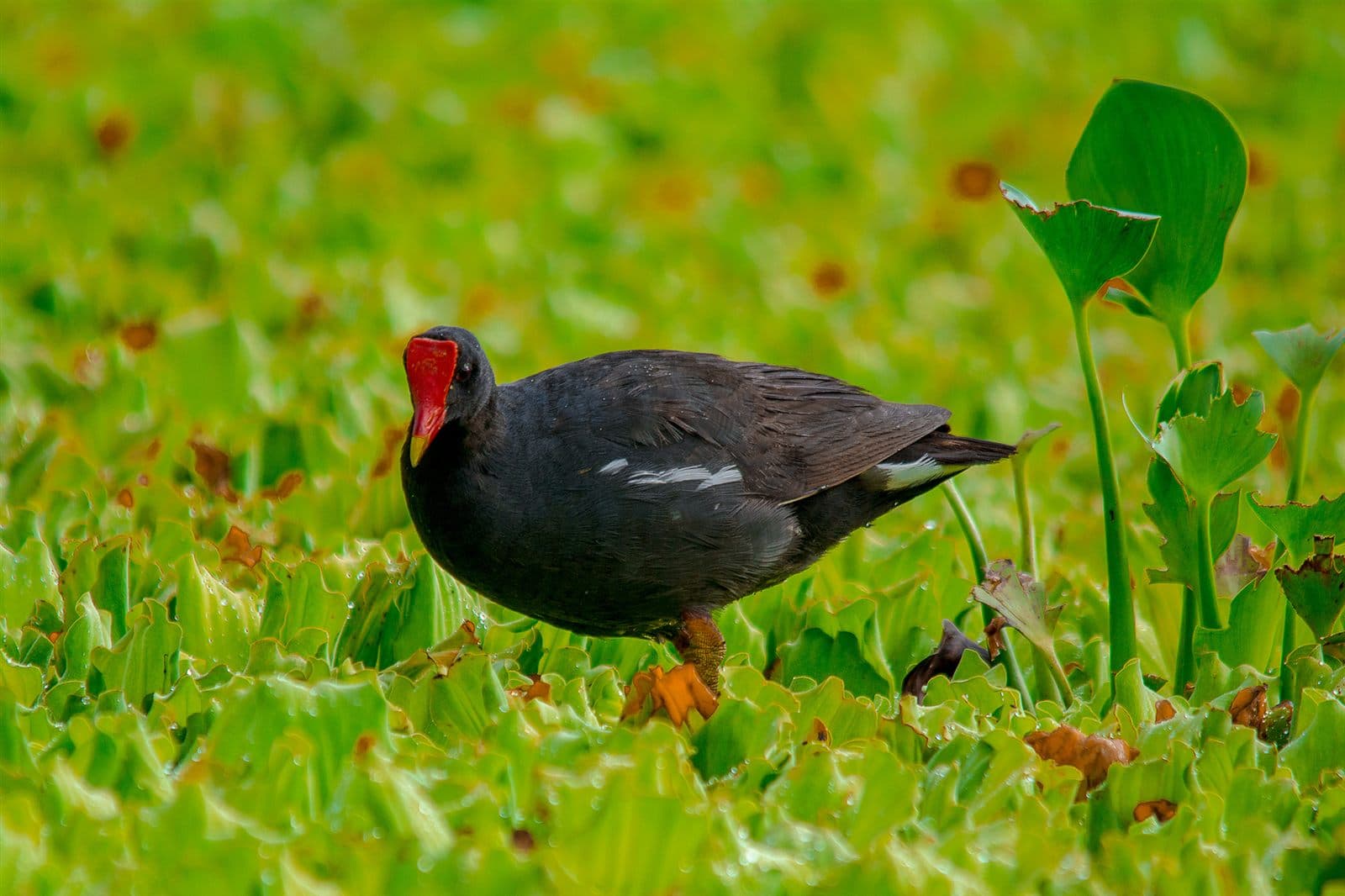 Common Moorhen / Common Gallinule (Gallinula galeata) in a lagoon