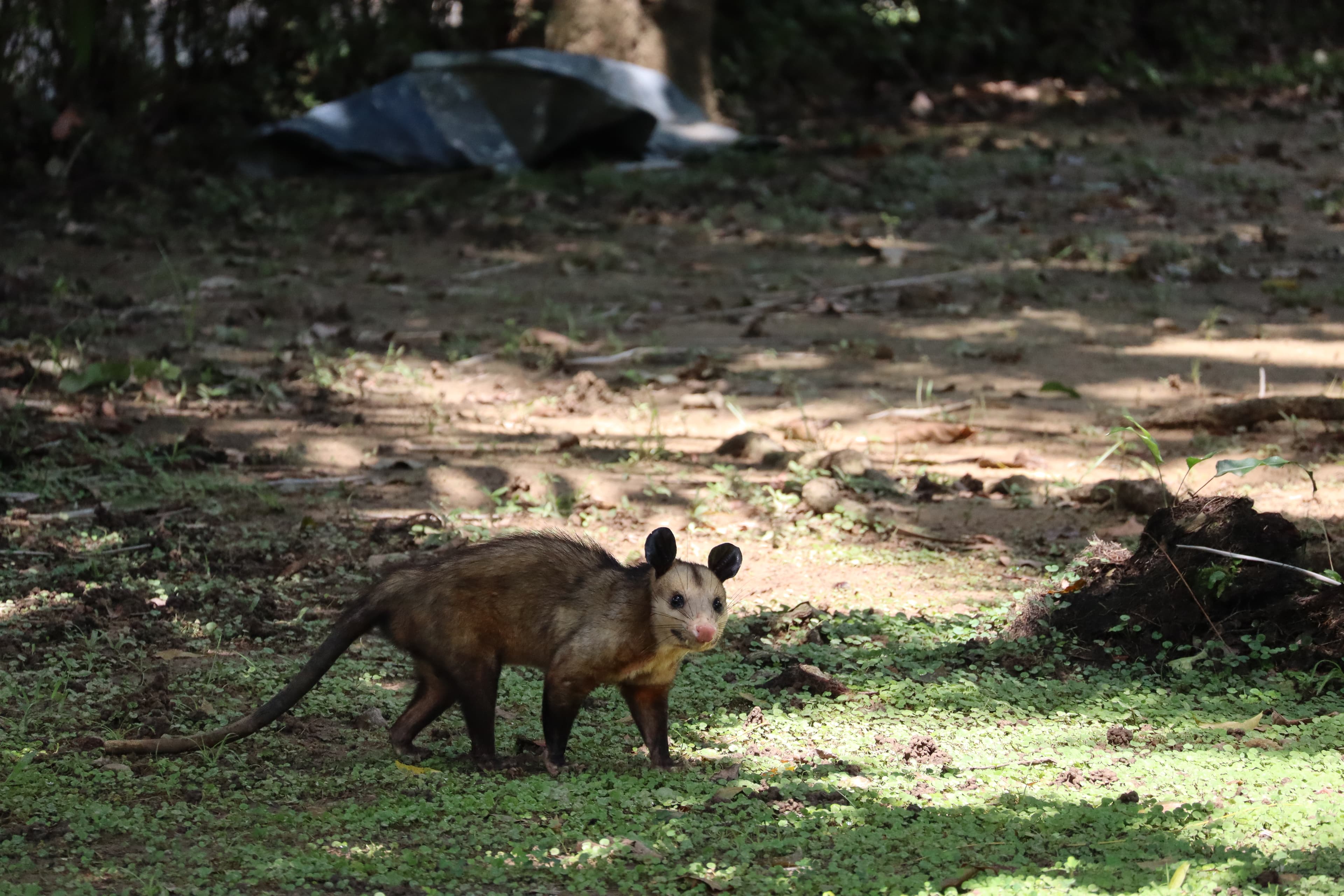 Common Opossum (Manicou, Didelphis marsupialis) in Barrancabermeja, Colombia