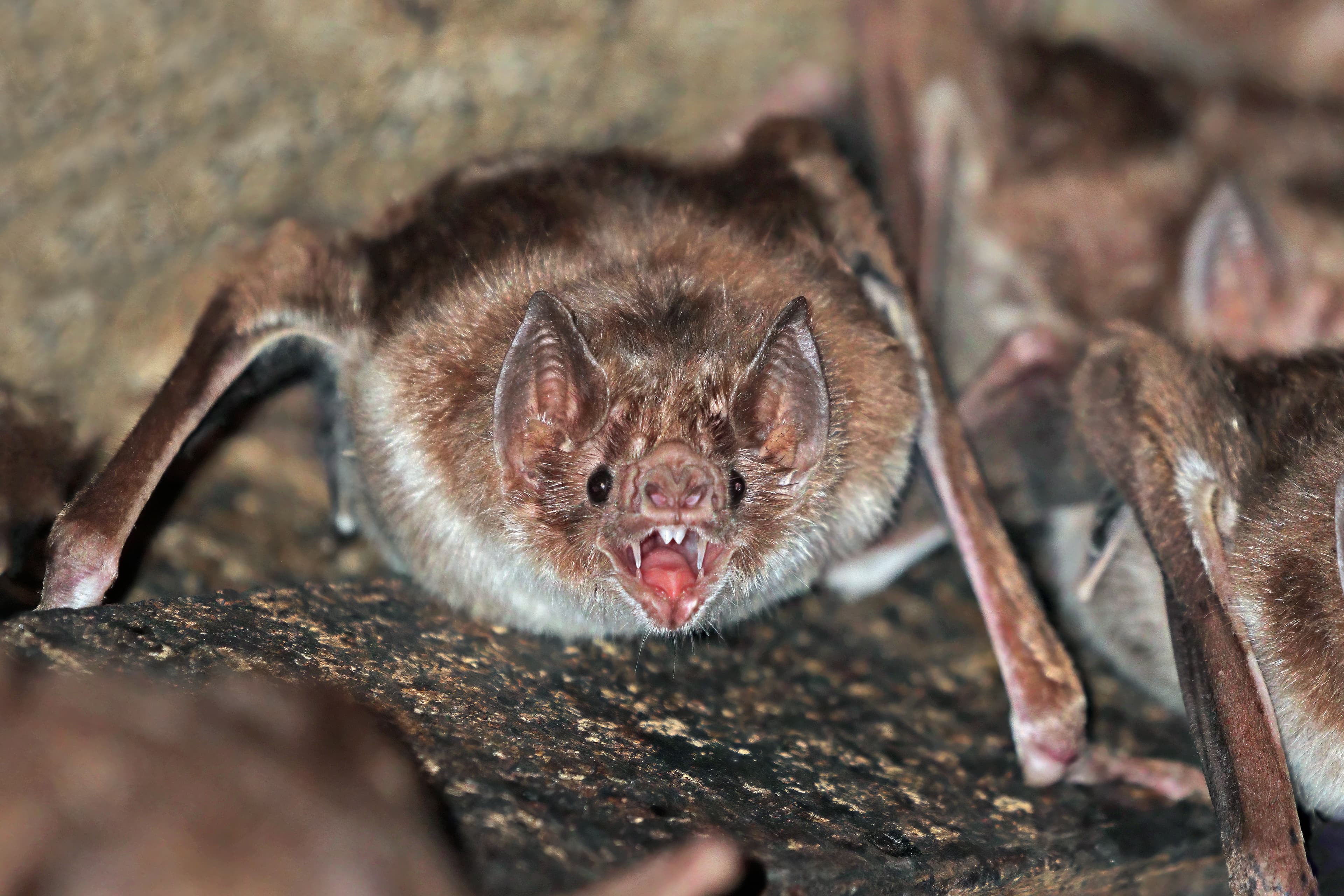 Common Vampire Bat (Desmodus rotundus) in Rio Negro, Brazil