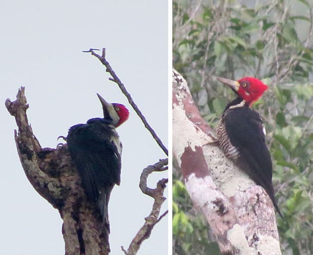 Crimson-crested Woodpecker (Campephilus melanoleucos) portrait