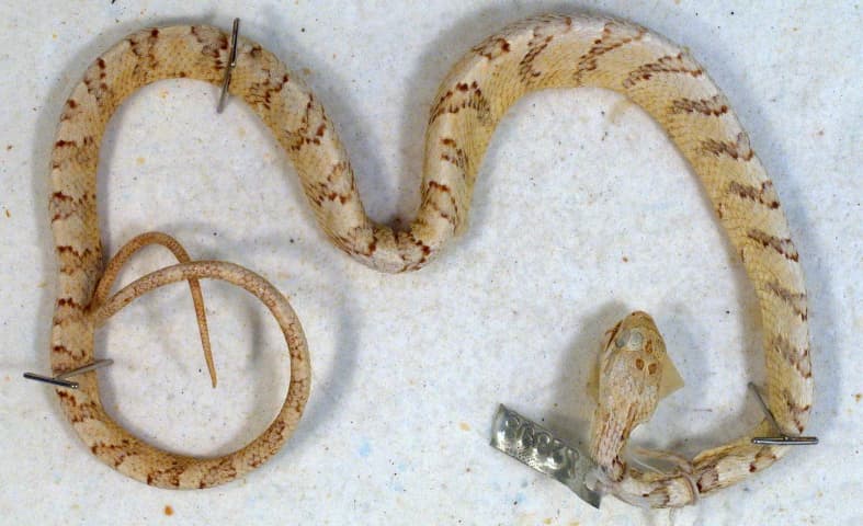 Dos Cocorite (Pseustes poecilonotus) portrait