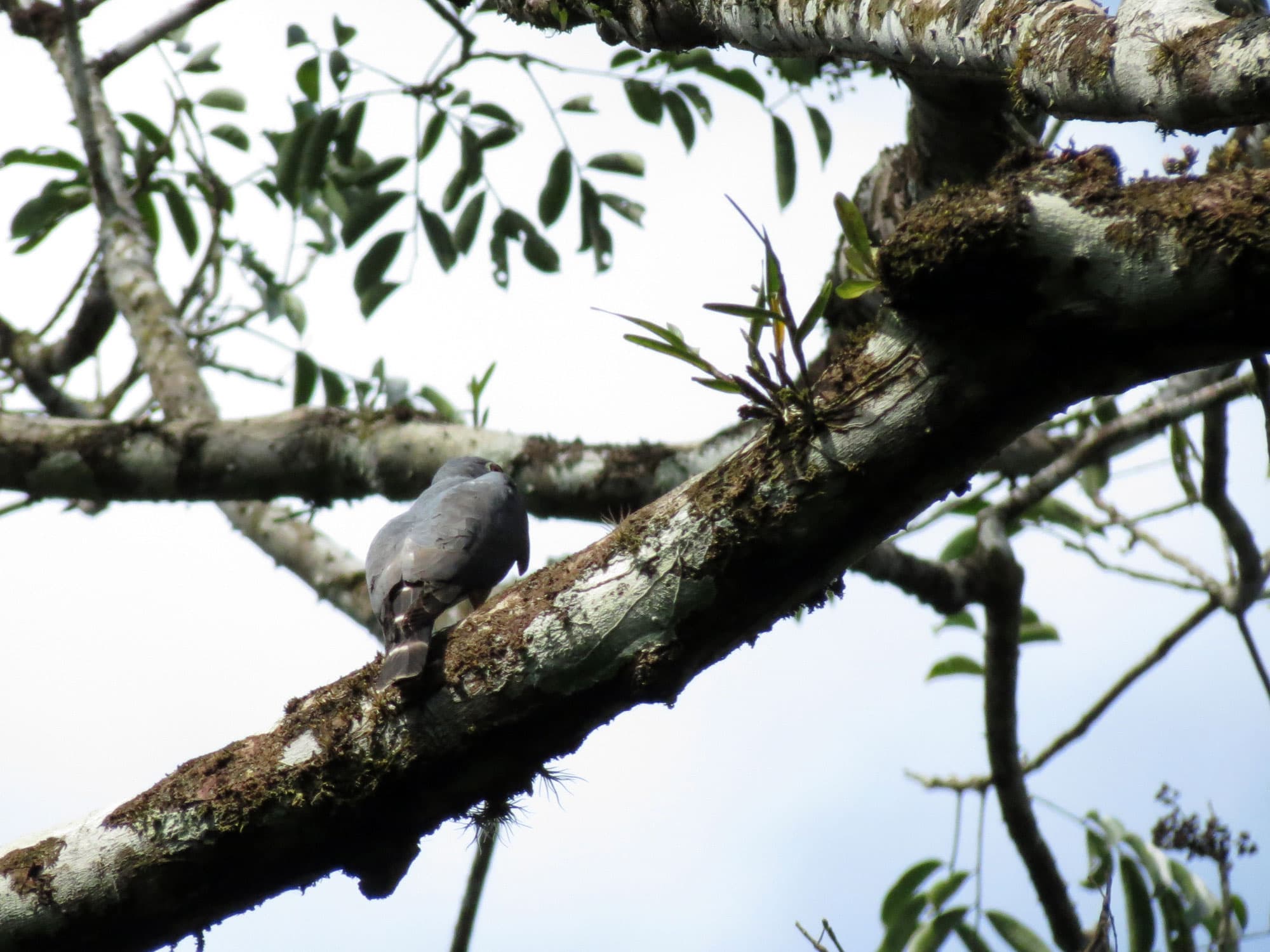 Double-toothed Kite (Harpagus bidentatus), Soberania National Park, Panama
