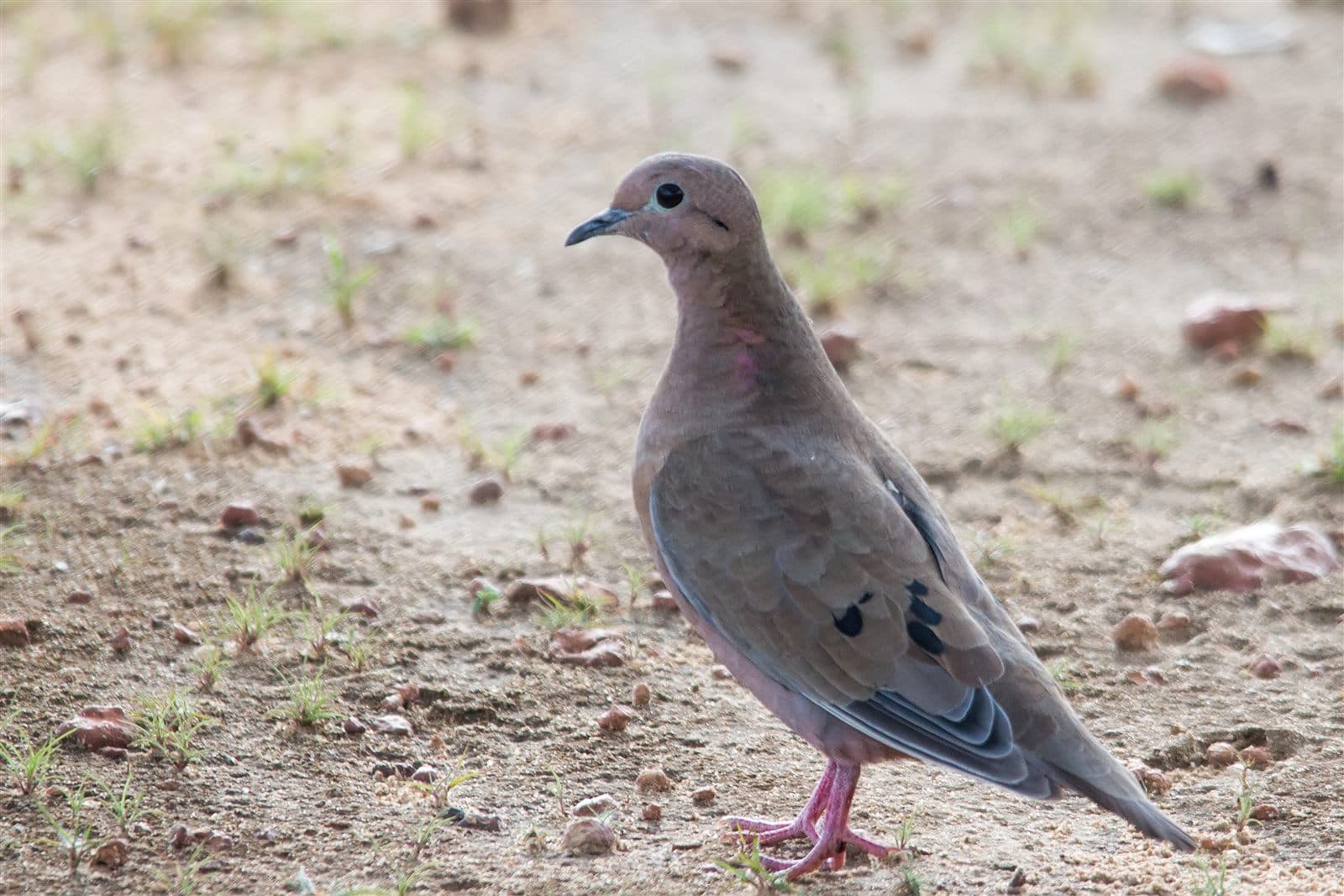 Eared Dove (Zenaida auriculata), Caracas, Venezuela