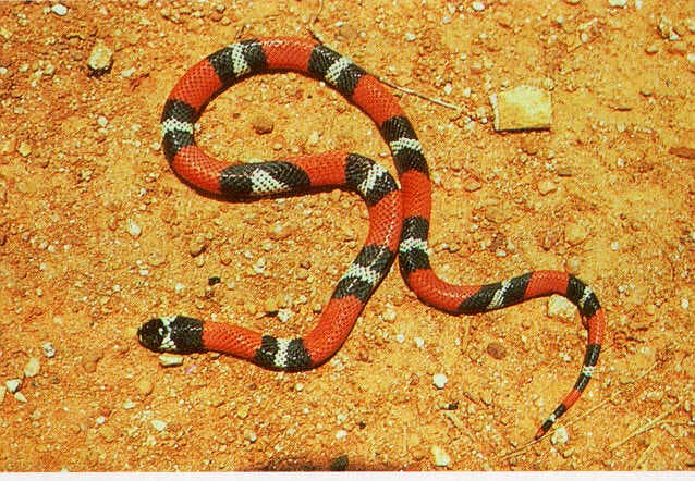 False Coral Snake (Erythrolamprus aesculapii) portrait